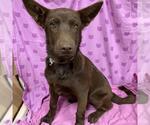 Small German Shepherd Dog Mix