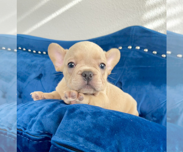 Medium Photo #41 French Bulldog Puppy For Sale in SCREVEN, GA, USA