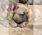 Small Photo #5 French Bulldog Puppy For Sale in MEDFORD, OR, USA