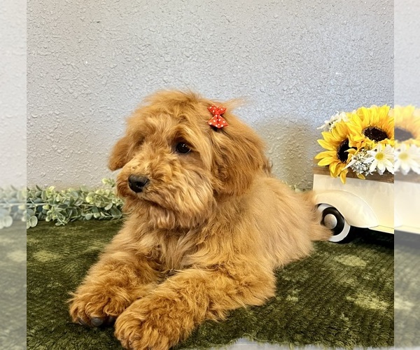Medium Photo #2 Mini Whoodle (Wheaten Terrier/Miniature Poodle) Puppy For Sale in DOSS, MO, USA
