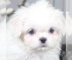 Shih Tzu Puppy for sale in MOUNT VERNON, OH, USA