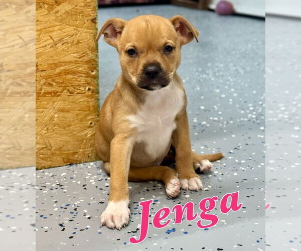 Medium Photo #2 Lab-Pointer Puppy For Sale in Lakewood, CO, USA