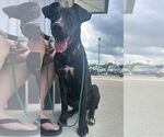 Small #12 American Staffordshire Terrier Mix