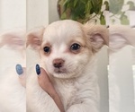 Puppy Trixie Chihuahua