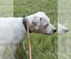 American Pit Bull Terrier-Labrador Retriever Mix Dogs for adoption in The Woodlands, TX, USA