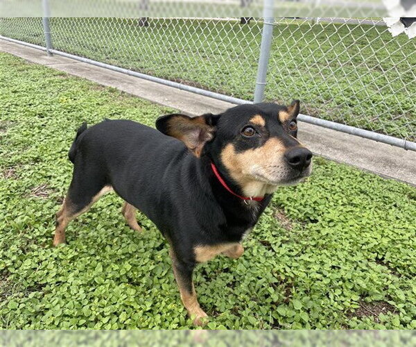 Medium Photo #1 Australian Kelpie-Unknown Mix Puppy For Sale in Corpus Christi, TX, USA