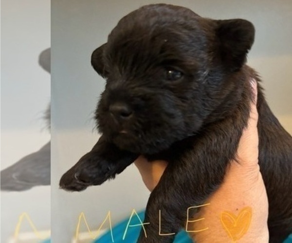 Medium Photo #51 Poocan Puppy For Sale in FAIR OAKS, CA, USA