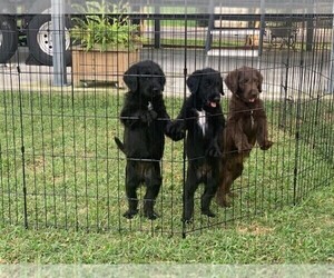 Labradoodle Puppy for sale in DONALDSONVILLE, LA, USA