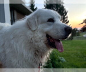 Great Pyrenees Dogs for adoption in Croydon, NH, USA