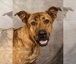 Small #2 German Shepherd Dog-Great Pyrenees Mix
