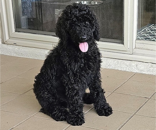 Medium Photo #7 Goldendoodle Puppy For Sale in DELTONA, FL, USA