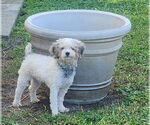 Small #2 Poodle (Toy)