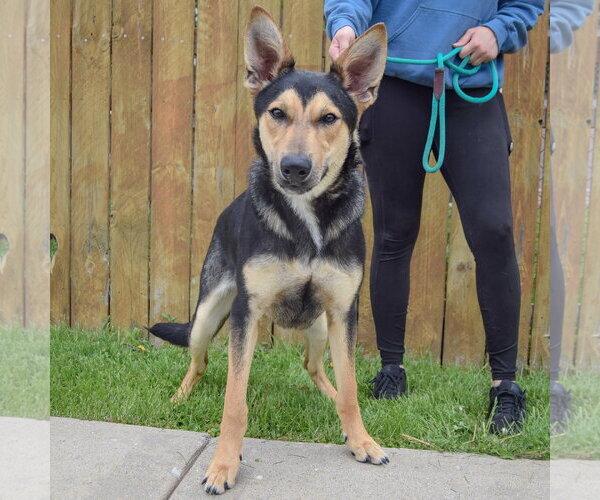 Medium Photo #3 Collie-German Shepherd Dog Mix Puppy For Sale in Huntley, IL, USA