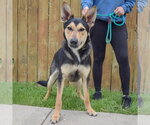 Small #2 Collie-German Shepherd Dog Mix