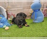 Small #10 Catahoula Leopard Dog