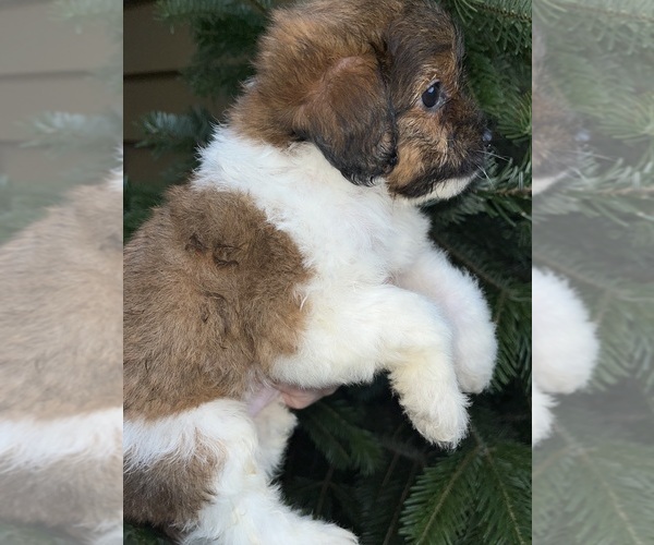 Medium Photo #1 Maltipoo (Miniature) Puppy For Sale in VENETA, OR, USA