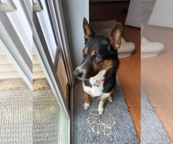 Medium Photo #5 Siberian Husky-Unknown Mix Puppy For Sale in Holly Springs, NC, USA