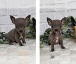 Small #19 Chihuahua
