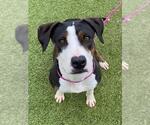 Small American Pit Bull Terrier Mix
