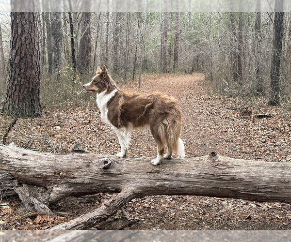 Medium Photo #1 Borador Puppy For Sale in MARION, VA, USA