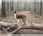Small Photo #1 Borador Puppy For Sale in MARION, VA, USA