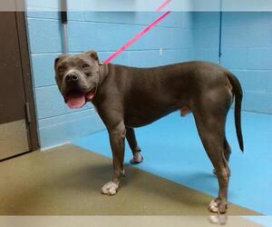 American Pit Bull Terrier Dogs for adoption in Moreno Valley, CA, USA