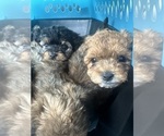 Small #13 Yorkipoo
