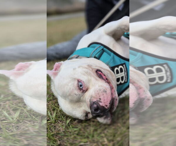 Medium Photo #2 Olde Bulldog Puppy For Sale in Sanford, FL, USA