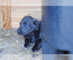 Small #6 Labrador Retriever