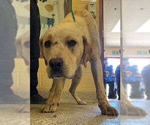 Labrador Retriever Dogs for adoption in Riverside, CA, USA