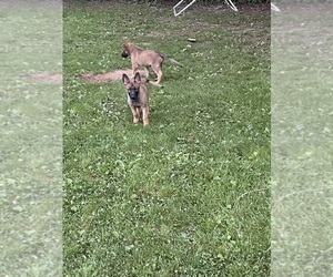 Malinois Puppy for sale in DOVER, DE, USA