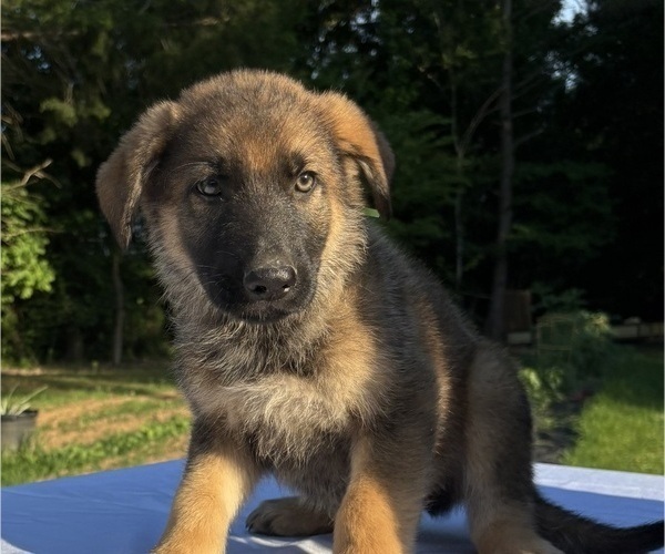 Medium Photo #1 German Shepherd Dog Puppy For Sale in MOSCOW, TN, USA