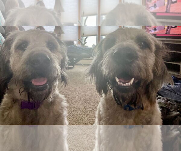 Medium Photo #3 Poodle (Standard) Puppy For Sale in Williamsburg, IA, USA