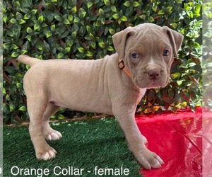 American Bully Puppy for sale in INDIAN TRAIL, NC, USA