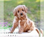 Duncan - Male Cavapoo (Miniature) Puppy for Sale - Photo #4
