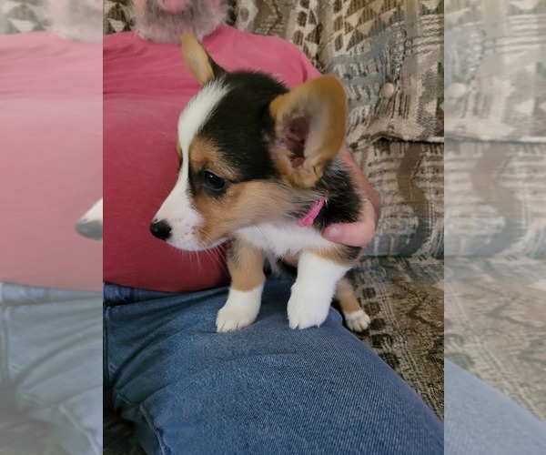 Medium Photo #3 Pembroke Welsh Corgi Puppy For Sale in SPRINGFIELD, MO, USA