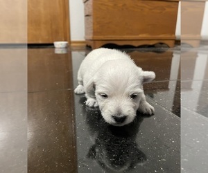 West Highland White Terrier Puppy for sale in EDMOND, OK, USA