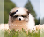 Small Photo #12 Pomeranian Puppy For Sale in WARSAW, IN, USA