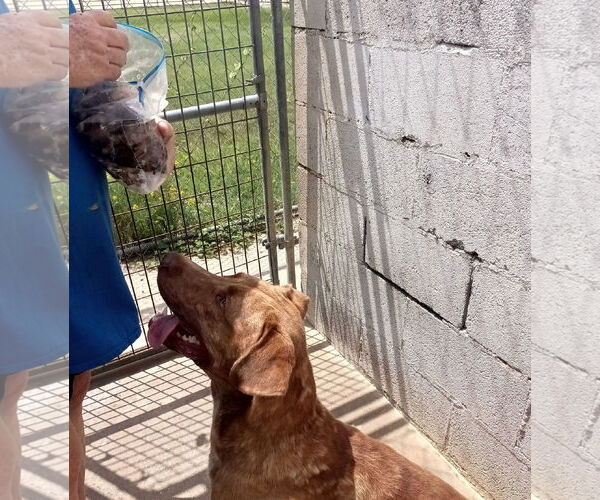 Medium Photo #5 Labrador Retriever-Unknown Mix Puppy For Sale in Monticello, MS, USA