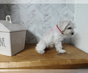 Schnauzer (Miniature) Puppy for Sale in MANSFIELD, Texas USA
