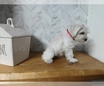 Small Photo #1 Schnauzer (Miniature) Puppy For Sale in MANSFIELD, TX, USA