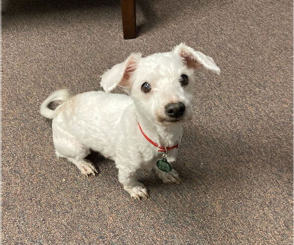 Medium Photo #11 Bichon Frise Puppy For Sale in Rootstown, OH, USA