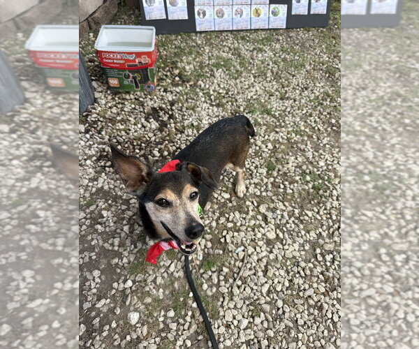 Medium Photo #5 Dachshund-Unknown Mix Puppy For Sale in San Leon, TX, USA