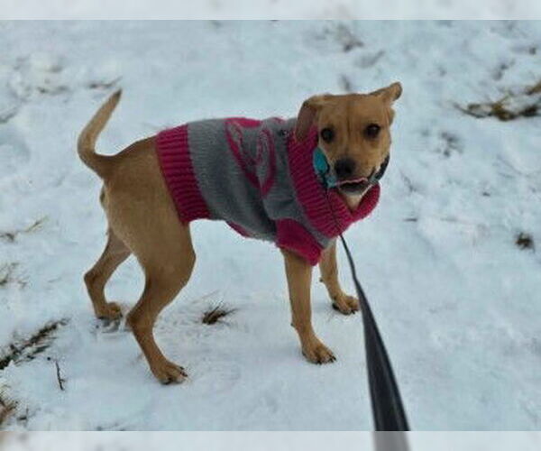 Medium Photo #3 Unknown-Whippet Mix Puppy For Sale in Sheboygan, WI, USA