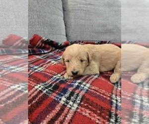 Labradoodle Puppy for sale in WILLIAMSTOWN, KY, USA