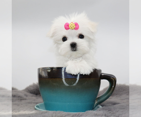 Medium Photo #1 Maltese Puppy For Sale in LOS ANGELES, CA, USA