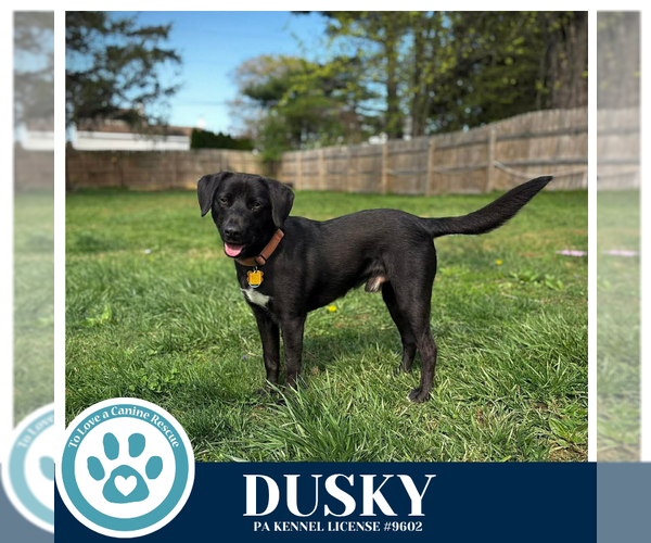 Medium Photo #18 Aussiedor Puppy For Sale in Kimberton, PA, USA