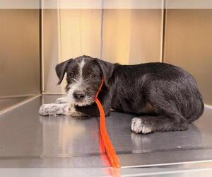 Wirehaired lab Dogs for adoption in Orange, CA, USA