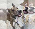 Small #1 Dutch Shepherd  Mix