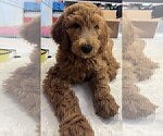 Small #11 Goldendoodle